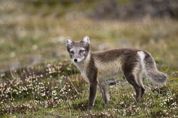 Arctic fox, (Alopex lagopus), summer fur, foraging, young animal, baby animals, Svalbard