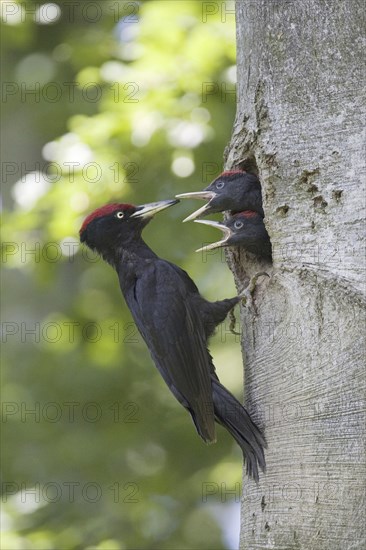 A black woodpecker feeding its young at the breeding den, (Dryocopus martius), Federal Republic of