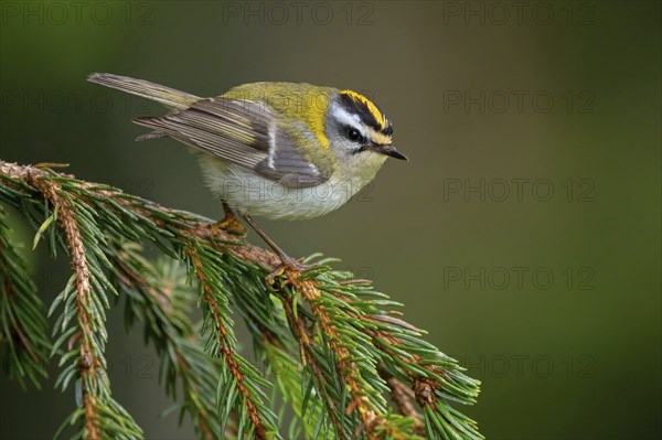 Goldcrest, Regulus ignicapillus, Luce, Mountain area, Luce, Styria, Slovenia, Europe