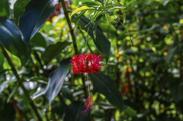 Red flower (Hibiscus schizopetalus), details in the jungle, dense vegetation, Tortuguero National