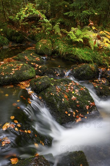 Stream in autumn, Kleine Ohe, Bavarian Forest National Park, Bavaria, Germany, Europe