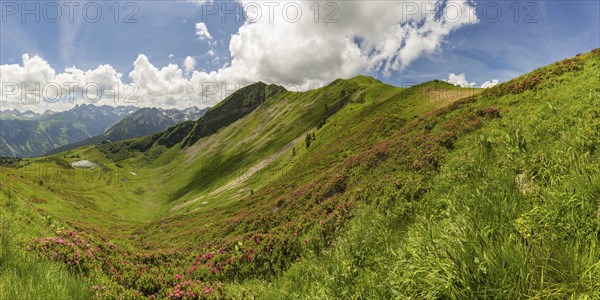 Alpine rose blossom, panorama from the Fellhorn over the Schlappoldsee and mountain station of the