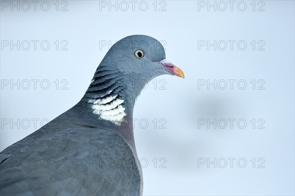 Wood pigeon (Columba palumbus), portrait, in the snow, winter feeding, Oberhausen, Ruhr area, North
