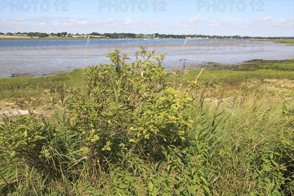 Landscape view of River Deben looking to Waldringfield from Sutton, Suffolk, England, UK