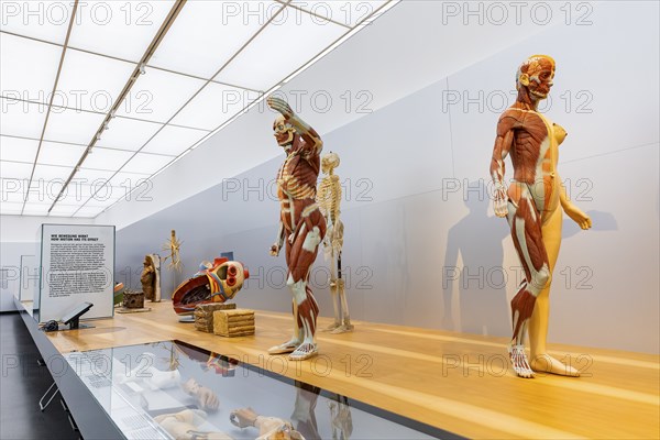 Founded in 1912, the Deutsches Hygiene-Museum is a museum in Dresden. It sees itself as a public
