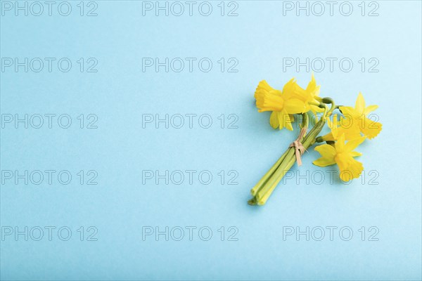 Spring snowdrop narcissus flowers bouquet on blue pastel background. side view, copy space, still