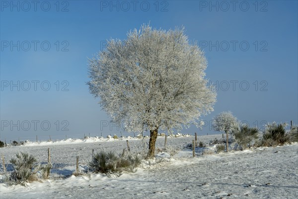 Aubrac plateau, snowy tree, Lozere departmen, Occitanie, France, Europe