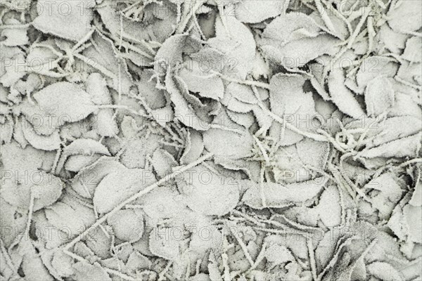 Leaves and grass covered with hoarfrost. Abstract floral background, garden and winter concept.
