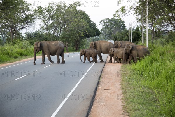 Wild elephants crossing a main road near Habarana, Anuradhapura District, Sri Lanka, Asia