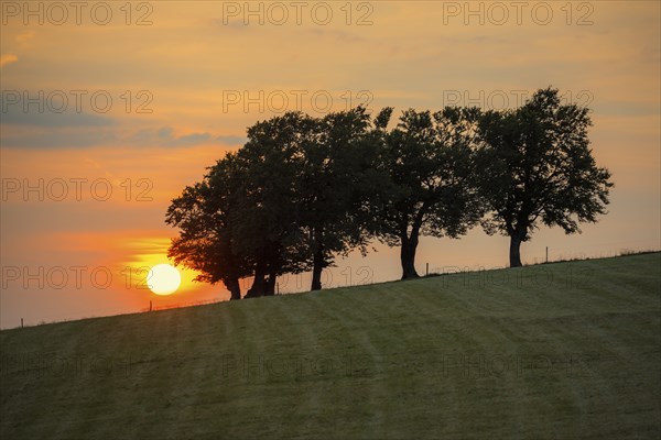 Wind beech trees and sunset, Hofsgrund, Oberried, Schauinsland, Black Forest, Baden-Württemberg,