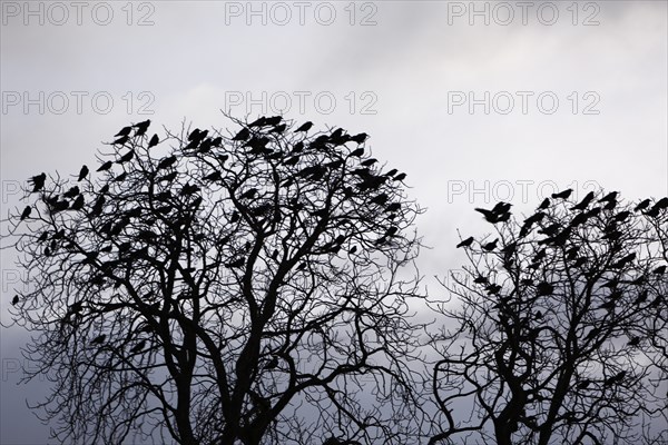 Roosting tree of a flock of crows, crows in a tree in the morning, Middle Elbe Biosphere Reserve,