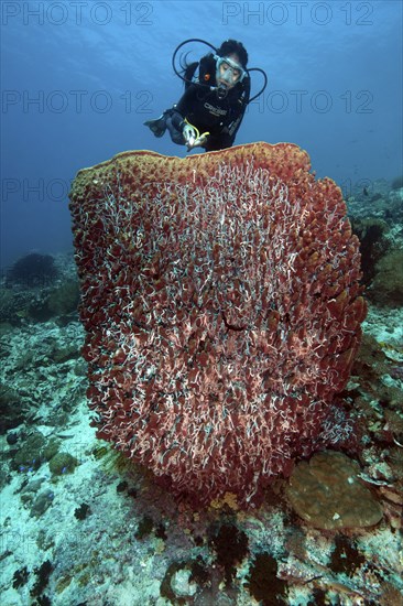 Diver looking at illuminated giant barrel sponge (Xestospongia muta) vase sponge, Pacific Ocean,