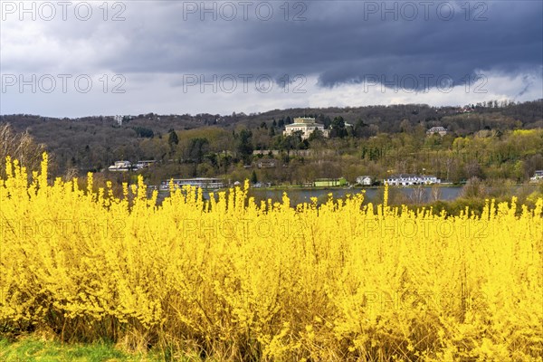 Flowering forsythia bushes, cultivation of a tree nursery, in Essen Fischlaken, in spring, March,