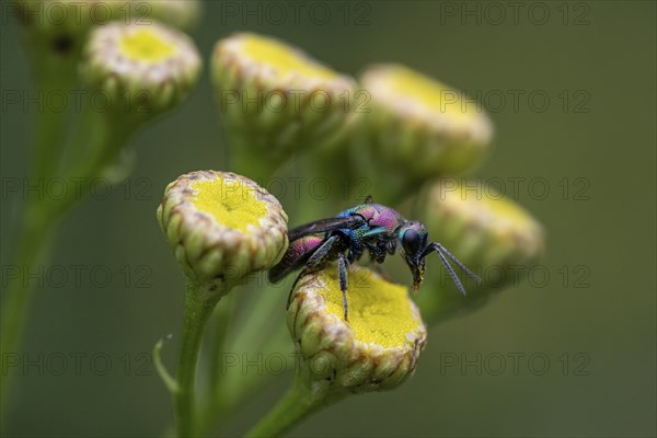 Golden wasp (Hedychrum rutilans), Emsland, Lower Saxony, Germany, Europe