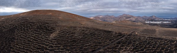 Grapevines growing in black volcanic soil in protected enclosed pits, La Geria, Lanzarote, Canary