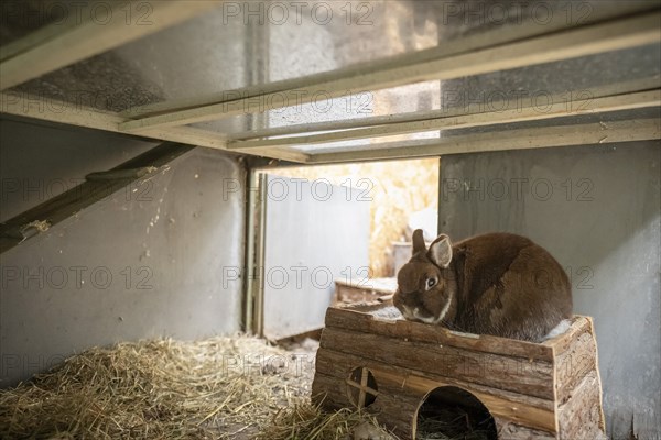 Dwarf rabbit sitting in a hutch, Stuttgart, Baden-Württemberg, Germany, Europe