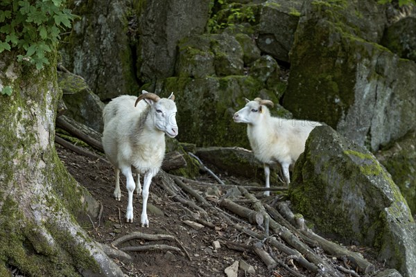 Sheep, white Domestic sheep (Ovis gmelini aries) with horn on volcanic basalt rocks, basanite,