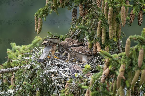 Common kestrel (Falco tinnunculus), male adult bird hands a mouse to a young bird not yet able to