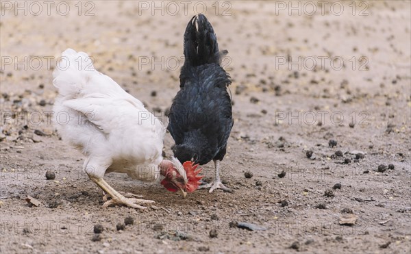 Rooster and a hen eating in a yard, two chickens eating in a home yard, close up of a rooster and a