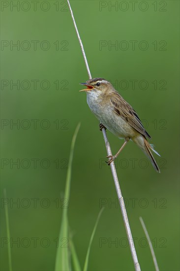 Sedge warbler (Acrocephalus schoenobaenus, Motacilla schoenobaenus) calling from reed stem in