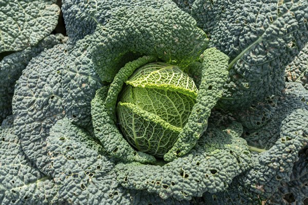 Agriculture, Savoy cabbage heads growing in a field