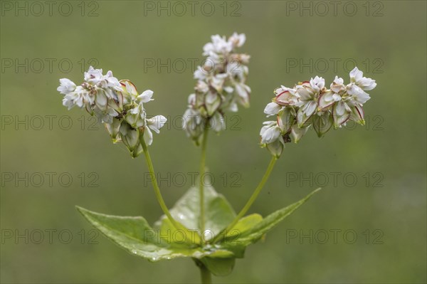 Buckwheat (Fagopyrum esculentum), Emsland, Lower Saxony, Germany, Europe