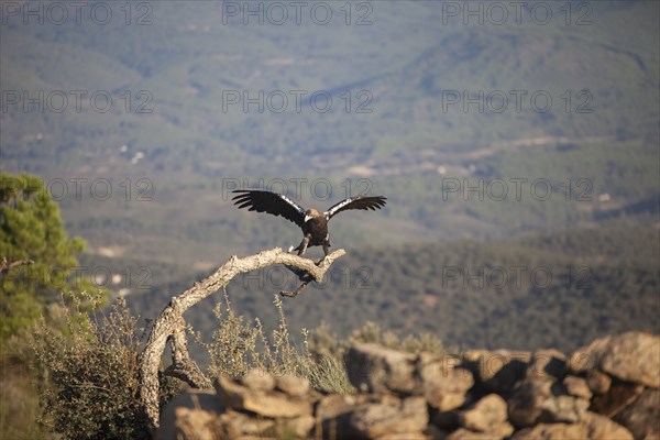 Iberian Eagle (Aquila adalberti), Spanish imperial eagle, Extremadura, Castilla La Mancha, Spain,