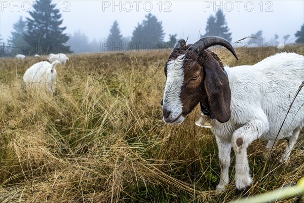 The high heath on the Kahler Asten, mountain in the Sauerland, in autumn fog, herd of cattle,