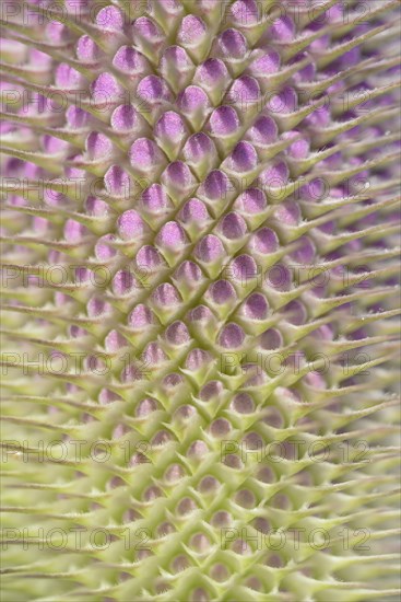 Wild teasel (Dipsacus fullonum), inflorescence in front of flowering, close-up, North