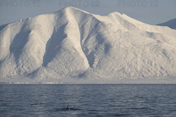 Minke whale (Balaenoptera acutorostrata) with dorsal fin surfacing, snowy mountains, Woodfjord,
