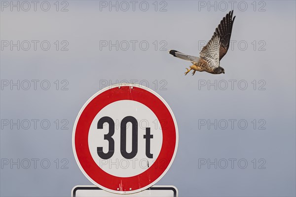 Kestrel (Falco tinnunculus) sitting on a traffic sign. StVO, VZ 262-30, prohibition for vehicles