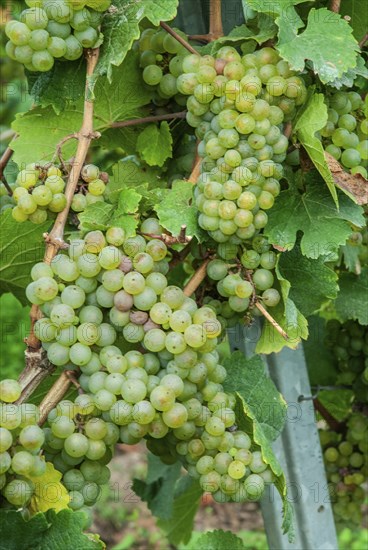 Ripe grapes on a grapevine, Riesling grape, Mosel, Rhineland-Palatinate, Germany, Europe