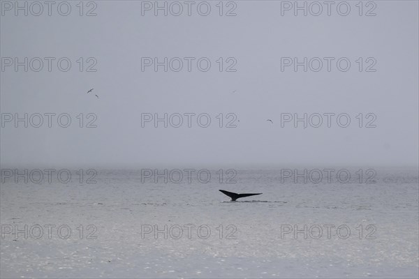 Blue whale (Balaenoptera musculus) raises its tail fin or fluke to dive to feed, Woodfjord,