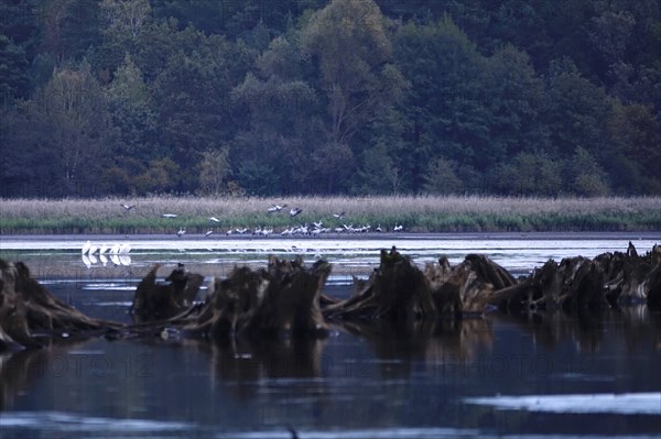 Great White Egret, Upper Lusatian Heath and Pond Landscape, October, Lusatia, Saxony, Germany,