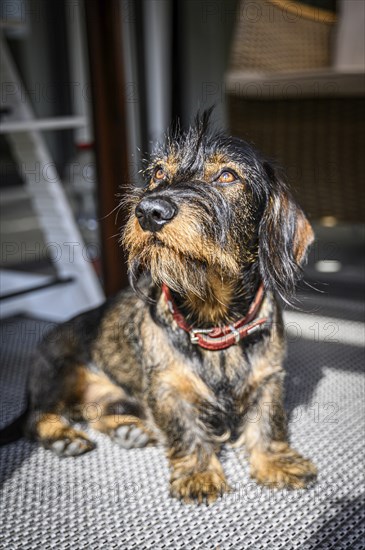 Rough-haired dachshund, male, 3 years old, standing on the balcony in the sun and looking upwards.