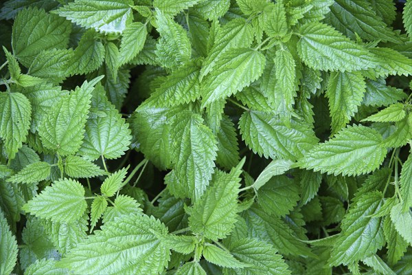 Wet green nettle leaves background