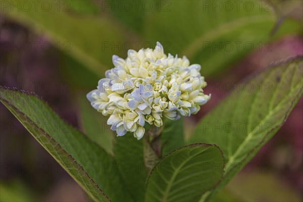Close-up of a white hydrangea bud with green leaves, Weseke, Münsterland, Germany, Europe