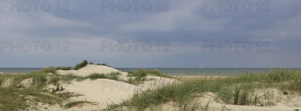 Sand dunes, beach scene near Hirtshals, Denmark, Europe