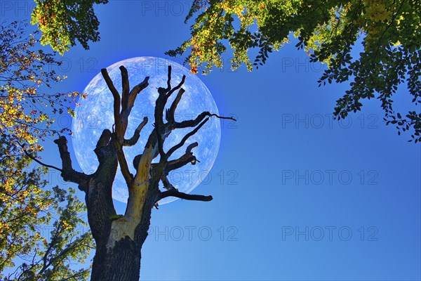 Old tree with branches in front of a large glowing moon in the dark blue night sky, mystical