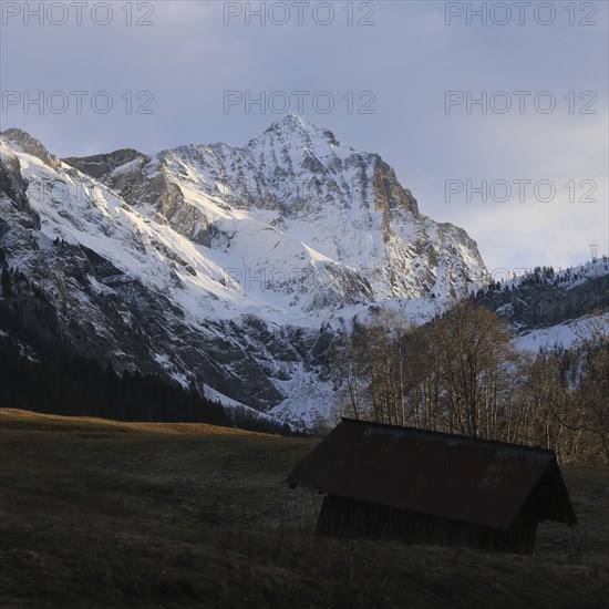 Sun lit meadow and snow covered Mount Arpelistock