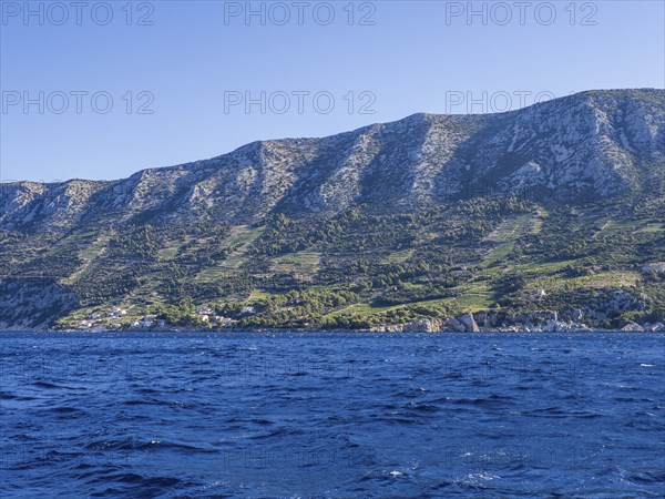 Vineyard on steep slopes by the sea, Peljesac peninsula, near Trstenik, Dalmatia, Croatia, Europe