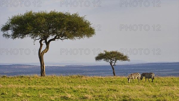 Two plains zebras (Equus quagga) under two acacia trees in the landscape of the Masai Mara, Kenya,