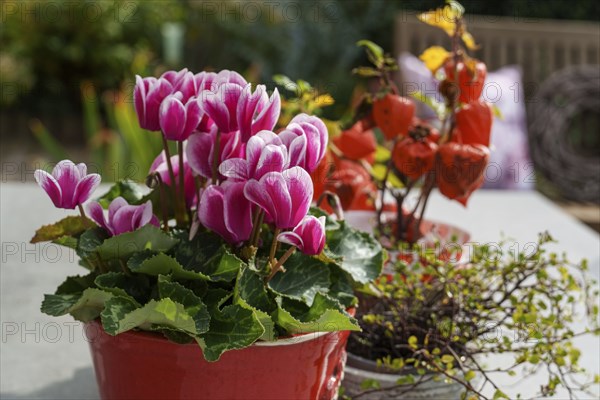 Cyclamen flowers in a red pot on a table in an autumn garden, Weseke, Münsterland, Germany, Europe