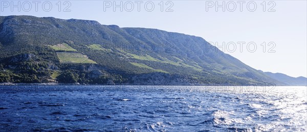 Vineyard on steep slopes by the sea, Peljesac peninsula, near Trstenik, Dalmatia, Croatia, Europe