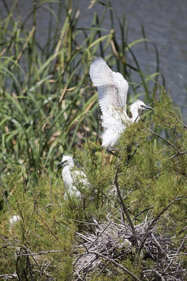 Great egret, Ria Formosa, Olhao, Algarve, Portugal, Europe