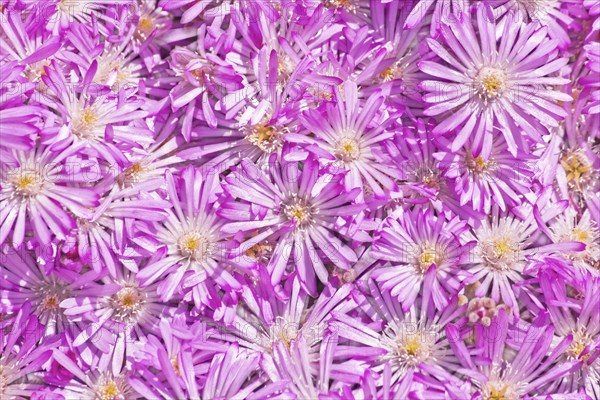 Straw flower (Helichrysum)