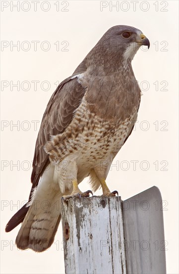 Swainsons Hawk Prairie in Saskatchewan Canada beautiful