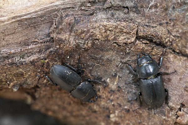 Beamed beetle (Dorcus parallelipipedus), two beetles crawling over dead wood, Velbert, North