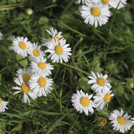 Daisy growing on a green meadow