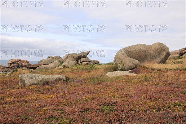 Granite boulder and colorful wildflowers in Brittany, France, Europe